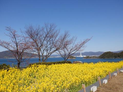 210216kasadoenti-nanohana2