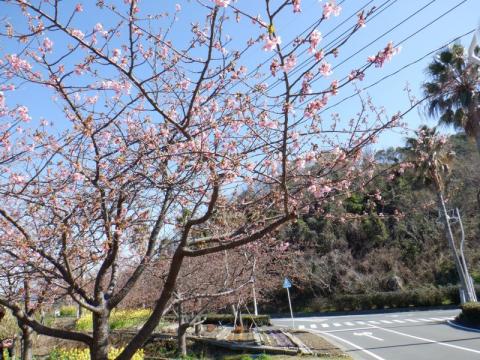 210216kasadooojou-kawadu1