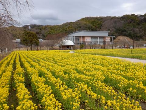 210301supokou-nanohana