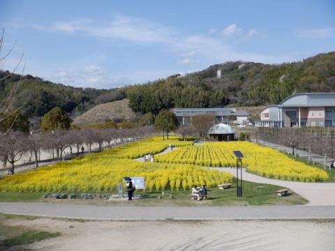 210324supokou-nanohana