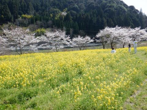 210326beisenkoyonegawa-nanohana1