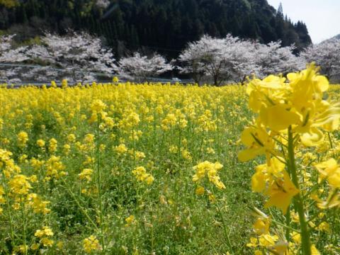 210326bensenkoyonegawa-nanohana2