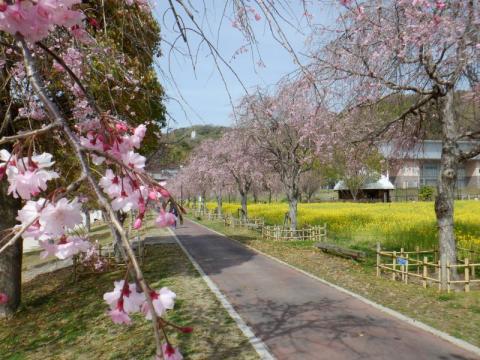 下松スポーツ公園のシダレザクラ