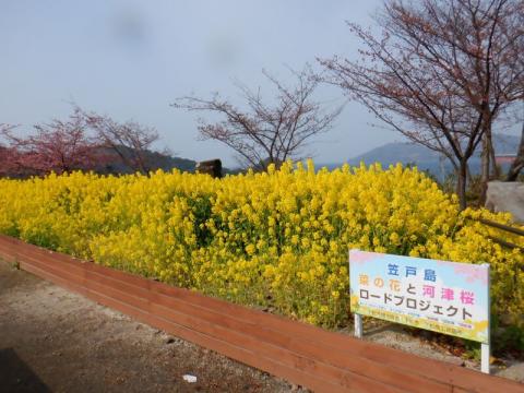 220302nanohana-kasadoenti