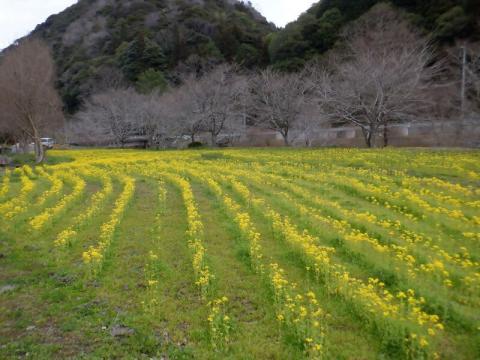 220322nanohana-yonegwa