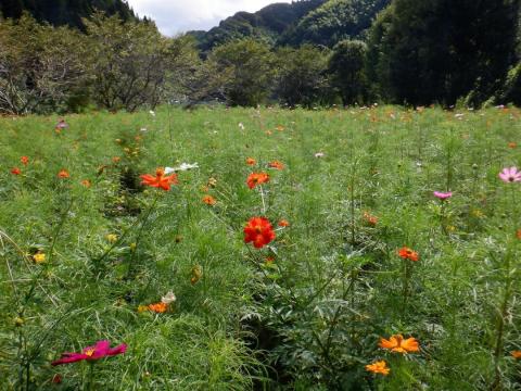 230906yonegawa-kosumosu01