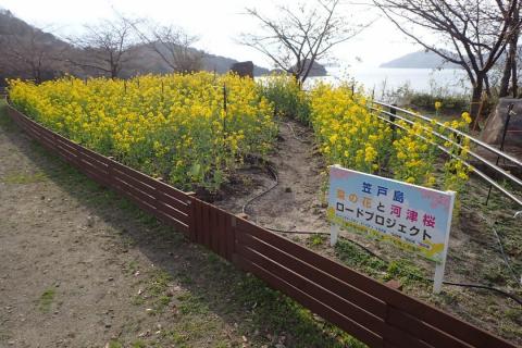 240207nanohana_shiokazegarden01