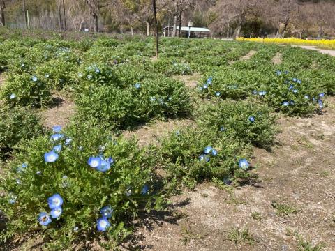 240308nemophila_koiji