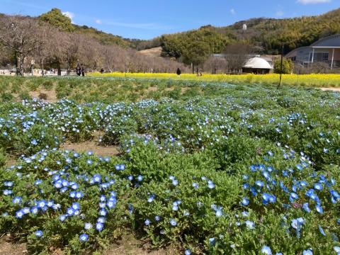 240327nemophila_koiji