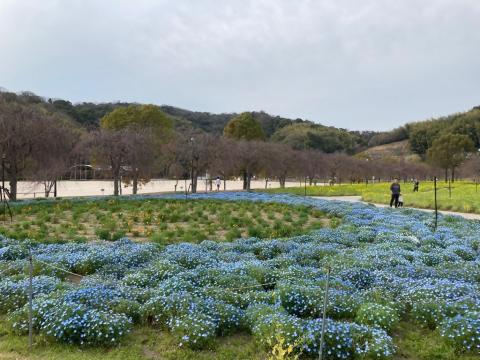 240402nemophila_koiji02