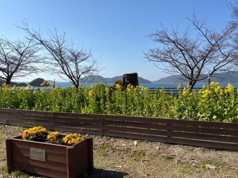 250214nanohana_shiokazegarden01