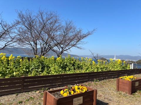 250214nanohana_shiokazegarden02