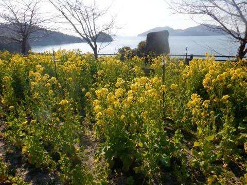 250225nanohana_shiokazegarden01