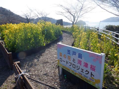 250225nanohana_shiokazegarden02