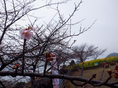 250228kawadu_kasado01