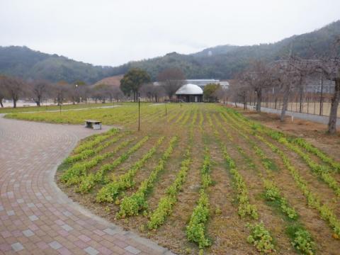 250228nanohana_koiji01