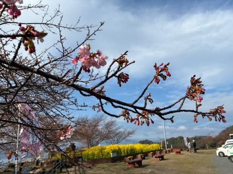 250311kawadu_kasado02