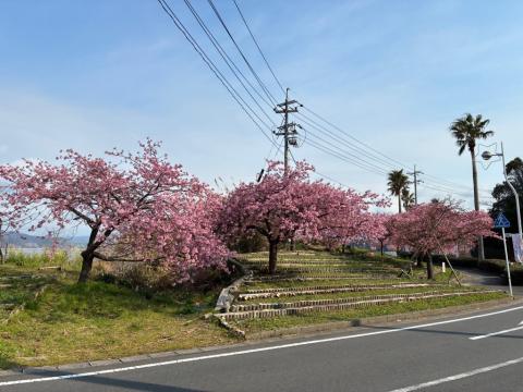 250318kawadu_kasado01