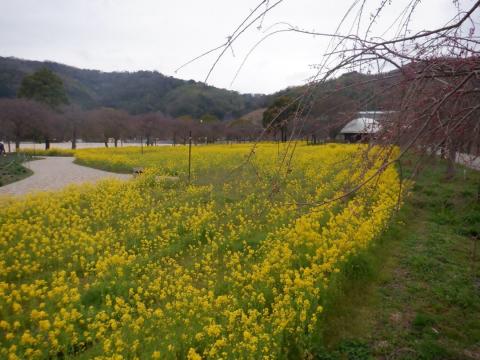 250328nanohana_koiji01