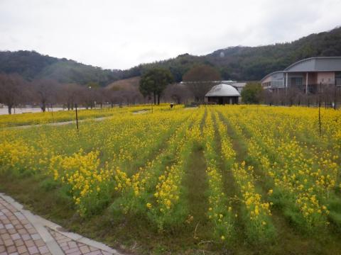 250328nanohana_koiji02