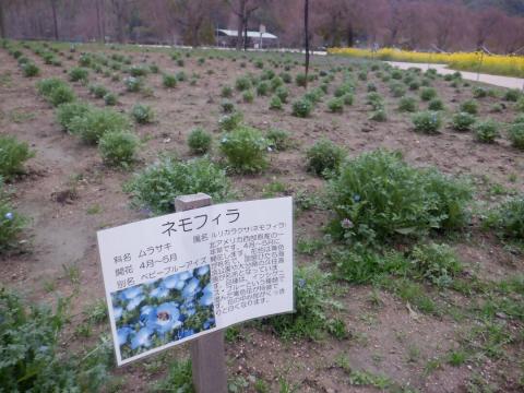 250328nemophila_koiji