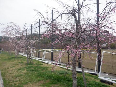 250328shidare_koiji01