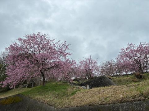250328shidare_kudamatsukouen01