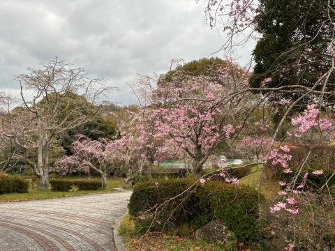 250328shidare_kudamatsukouen02