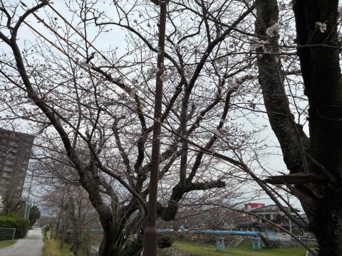 250328somei_kirito01
