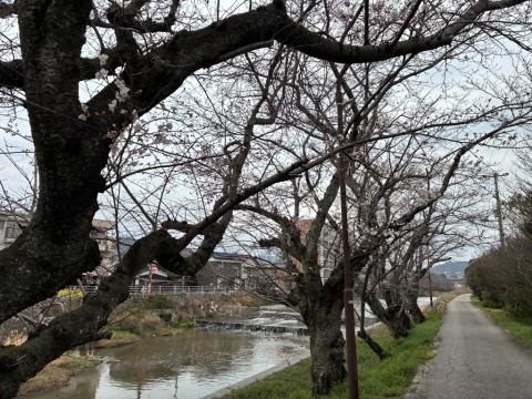 250328somei_kirito02
