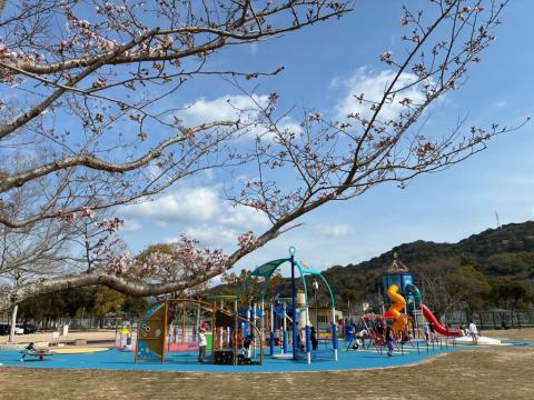 250328somei_koigahama01