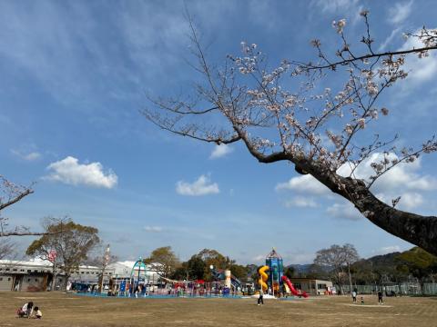 250328somei_koigahama02