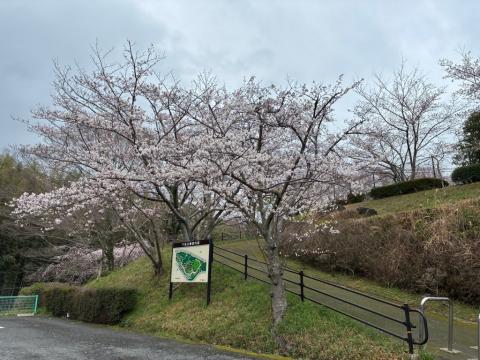 250328somei_kudamatsukouen01