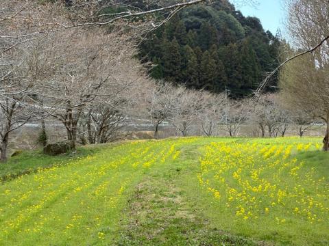 250329nanohana_yonegawa
