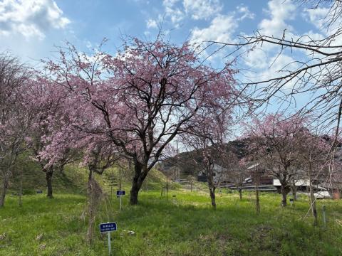 250329shidare_kinennomori01