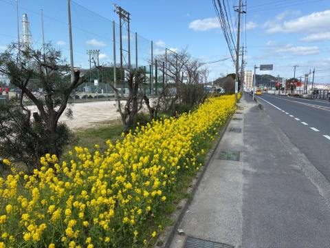 250330nanohana_tamaturu02