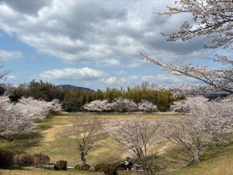 250403somei_kudamatsukouen03