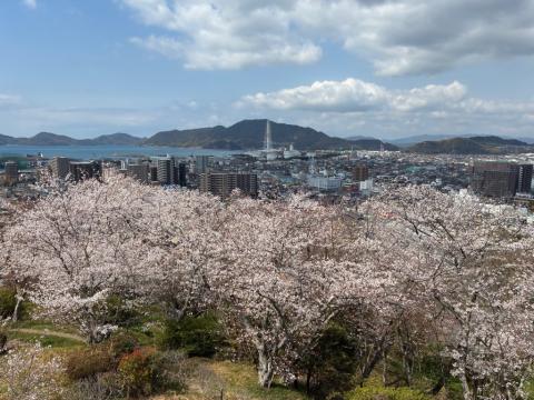 250403somei_kudamatsukouen04