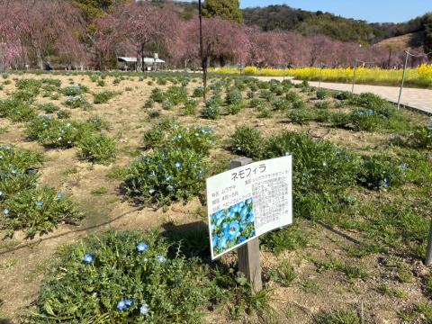 250404nemophila_koiji