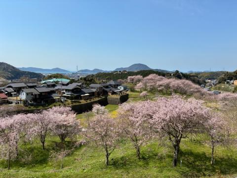 250404shidare_kinennomori