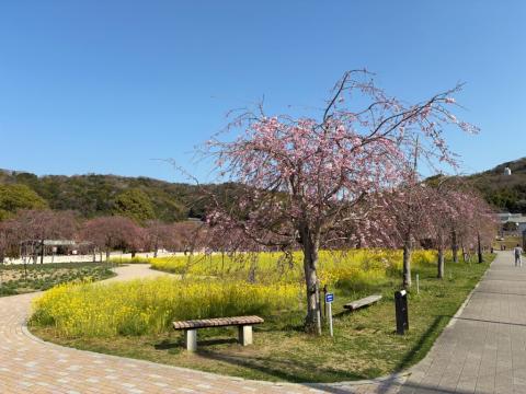 250404shidare_koiji01