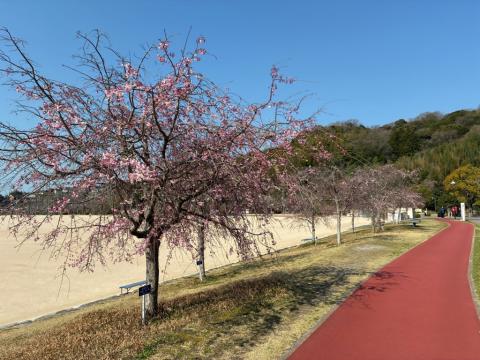250404shidare_koiji02