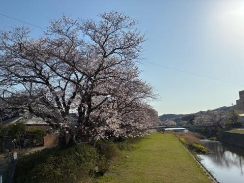 250404somei_kirito