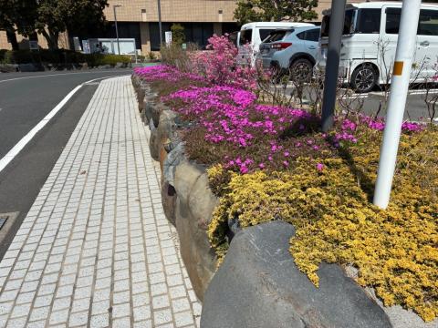 250404yoshinotutuji02.jpg