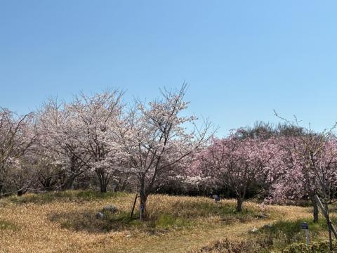 250407shidare_hayama