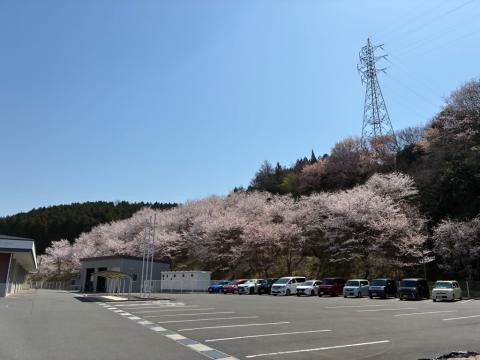 250407somei_hayama01