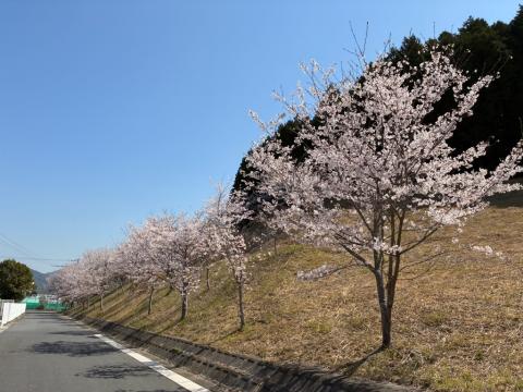 250407somei_hayama02