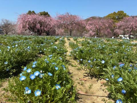 250408nemophila_koiji01