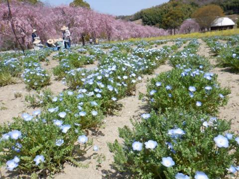 250408nemophila_koiji02