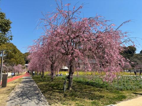 250408shidare_koiji01